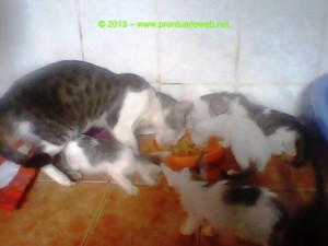 toxoplasmosis en gatos - prontuarioweb