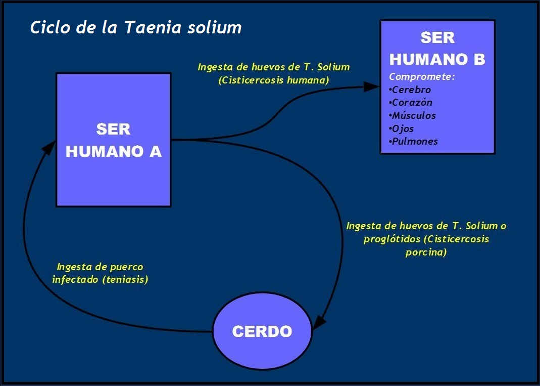 ciclo taenia solium - prontuarioweb